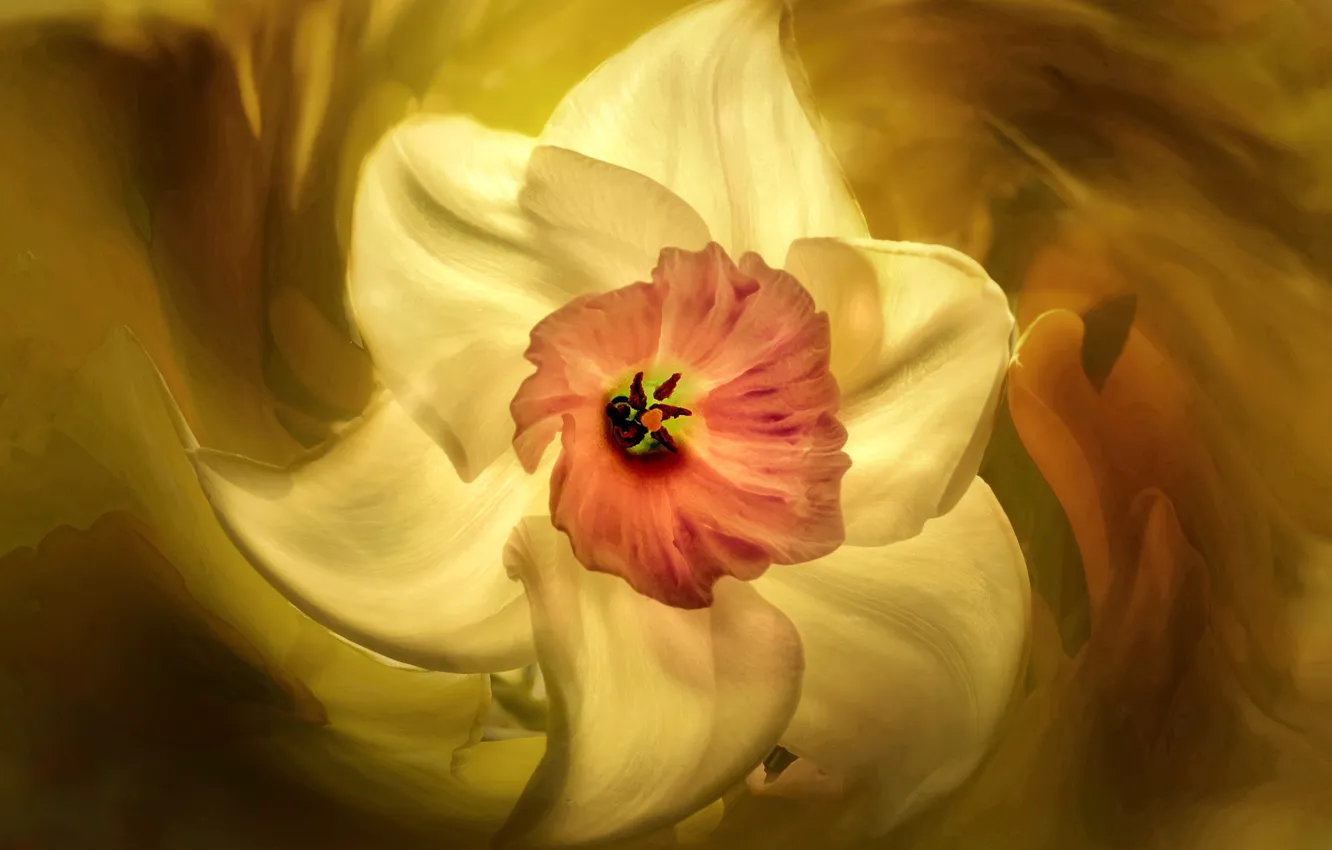 Фото обои цветок, желтый, вращение, нарцисс, художественная обработка