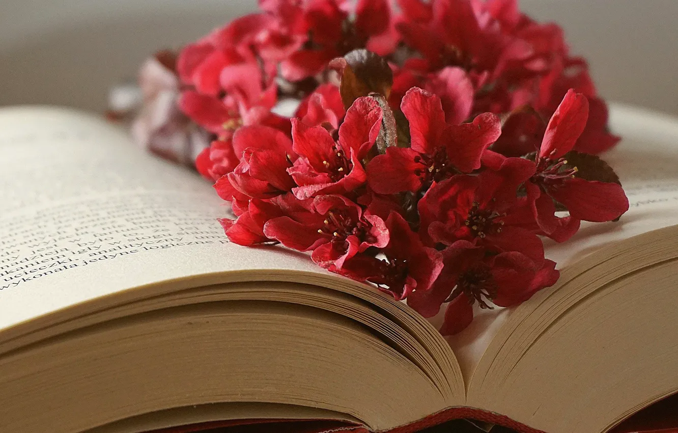 Фото обои цветы, листы, книга