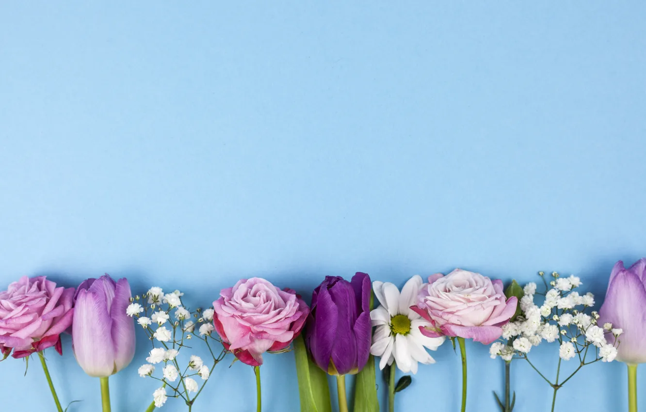Фото обои цветы, розы, фиолетовые, тюльпаны, розовые, pink, flowers, beautiful