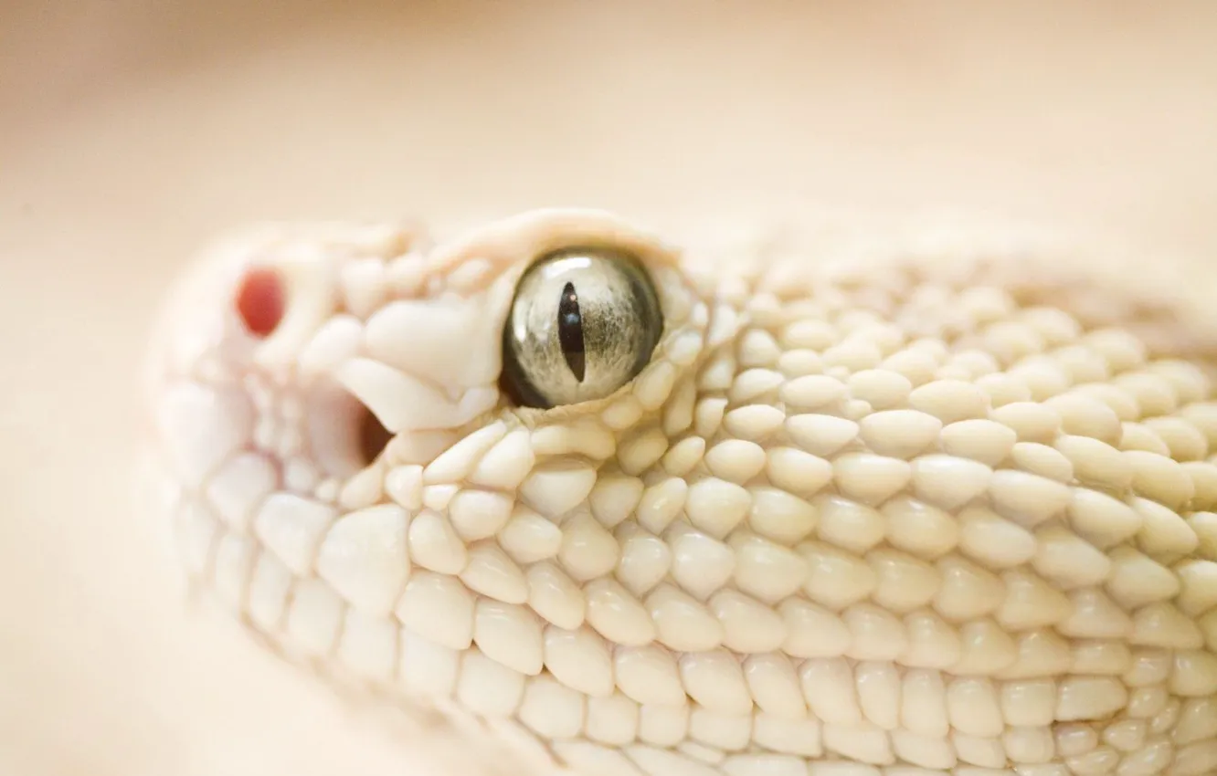 Фото обои глаз, Змея, чешуя