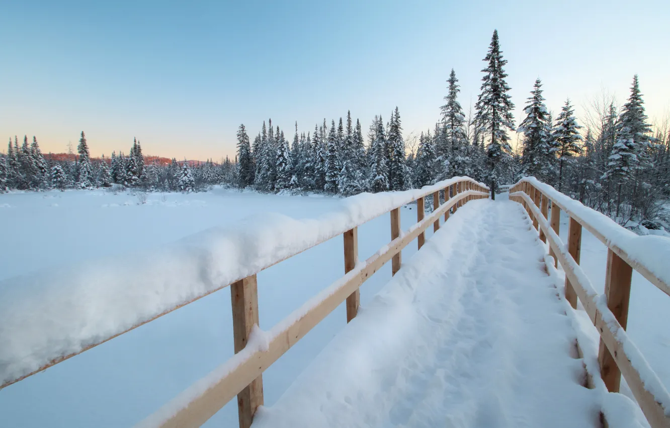 Фото обои зима, лес, снег, мост, ели, Канада, Canada, Quebec