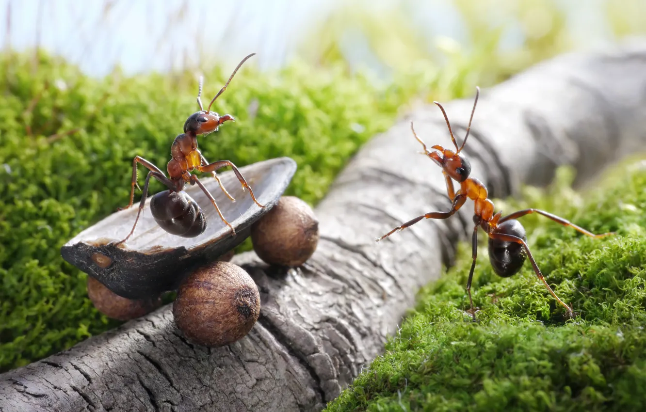 Фото обои лето, насекомые, мох, ситуация, ветка, муравьи, колеса, тележка