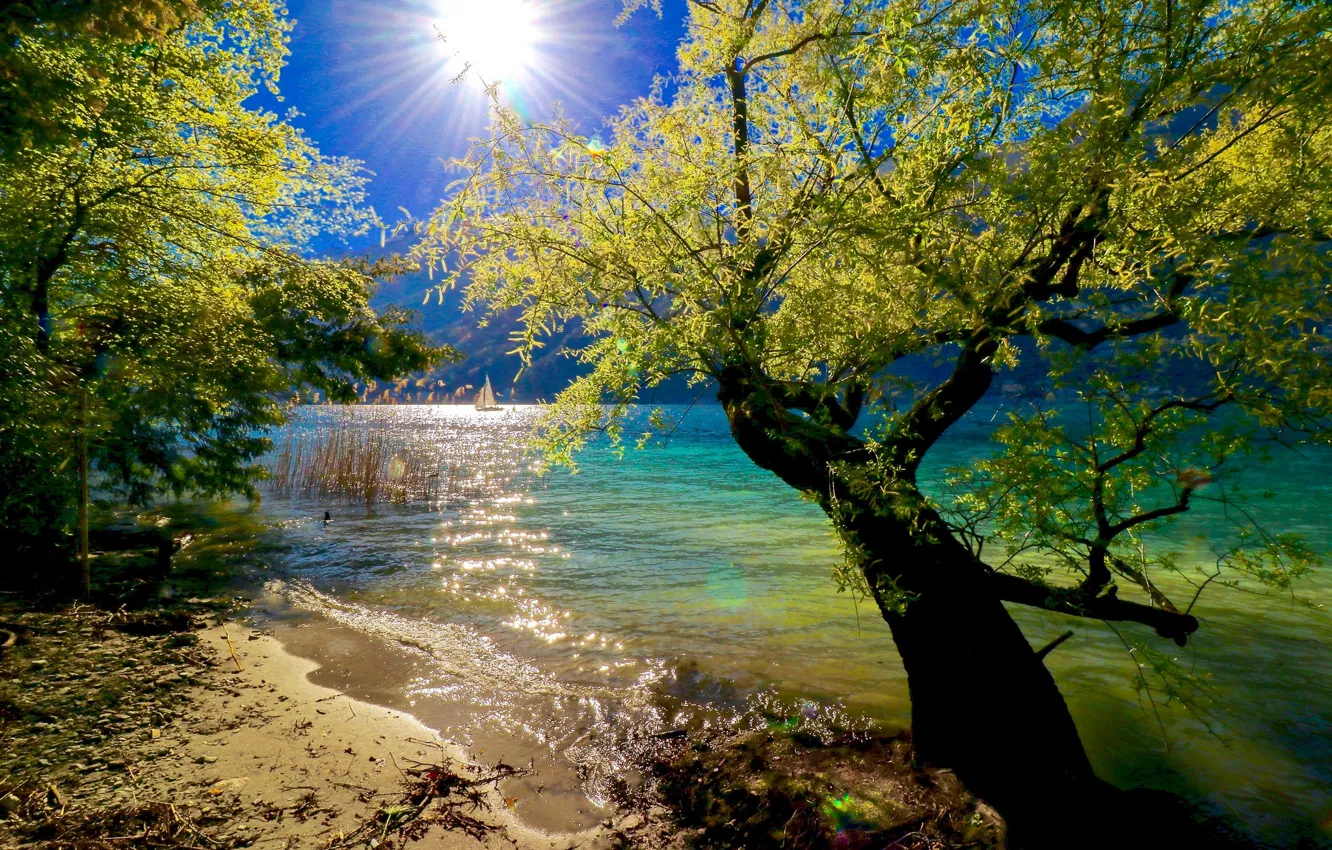 Фото обои деревья, озеро, солнечный свет