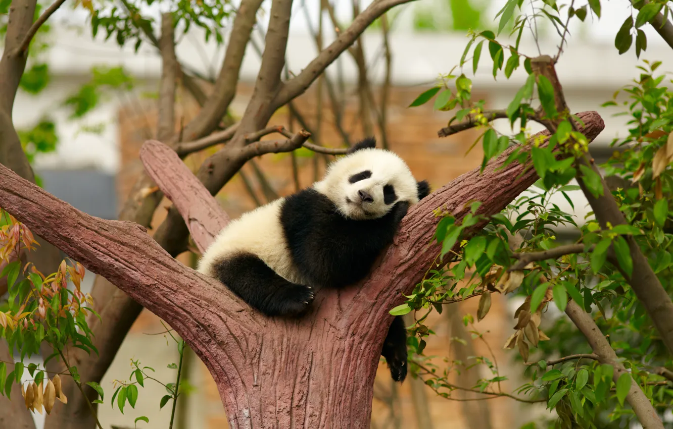 Фото обои дерево, отдых, сон, мишка, панда, спит, детёныш