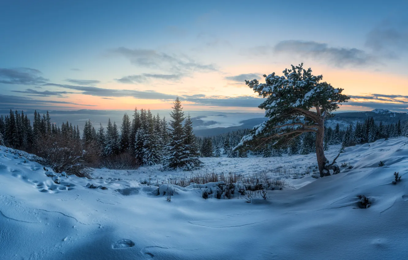 Фото обои зима, снег, деревья, пейзаж, природа, рассвет, утро, панорама