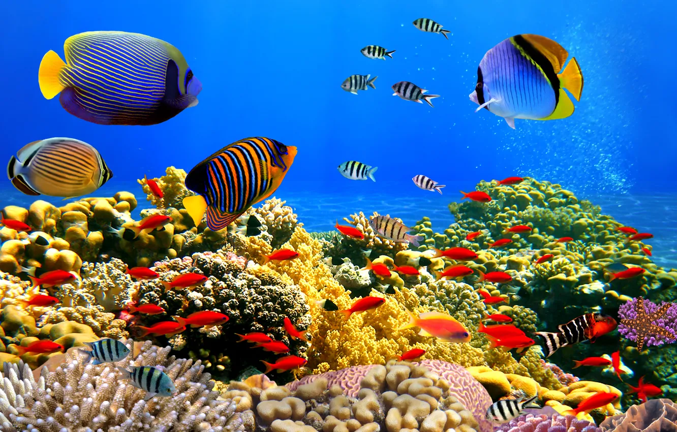 Фото обои fish, corals, clean water, underwater world