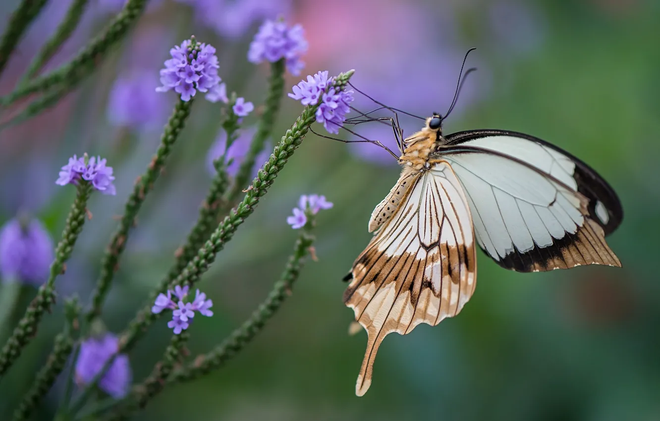 Фото обои цветы, бабочка, крылья, насекомое, махаон