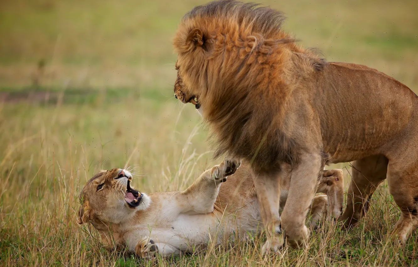Фото обои лев, львица, разборки