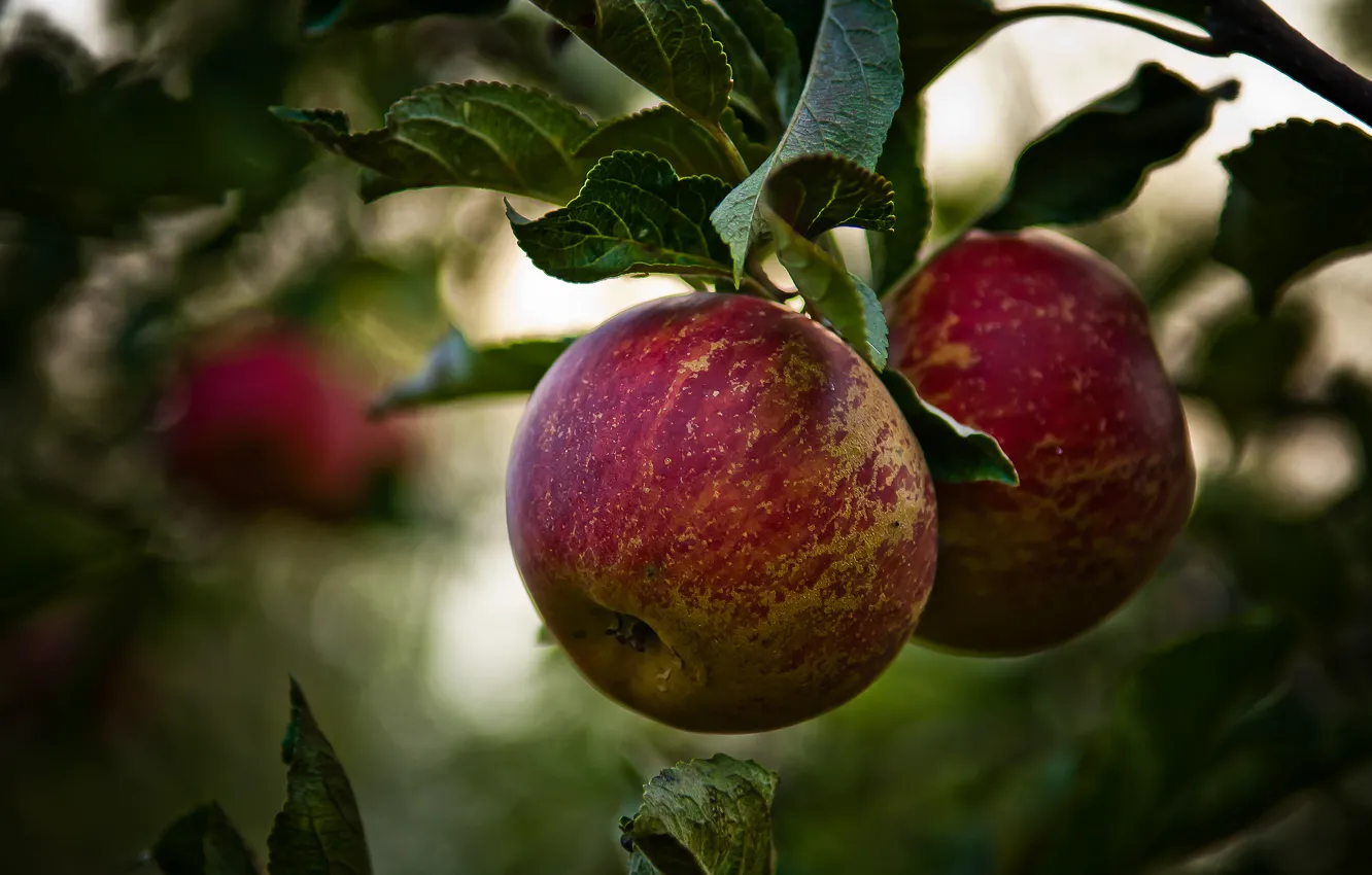 Фото обои ветки, дерево, листва, яблоки, фрукты, яблоня