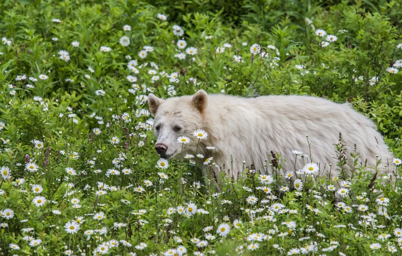 Фото обои цветы, ромашки, кермод, кермодский медведь