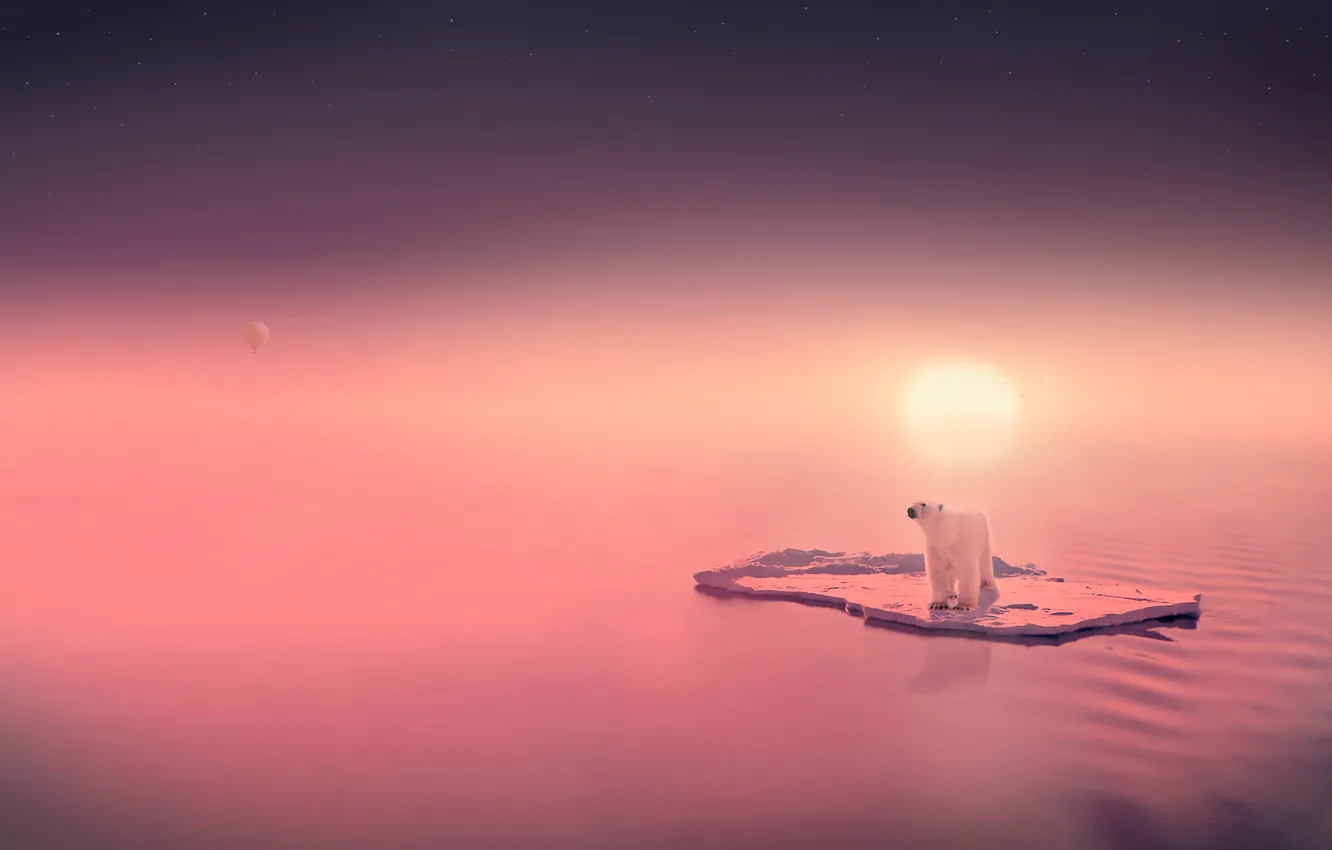 Фото обои вода, солнце, медведь, льдина