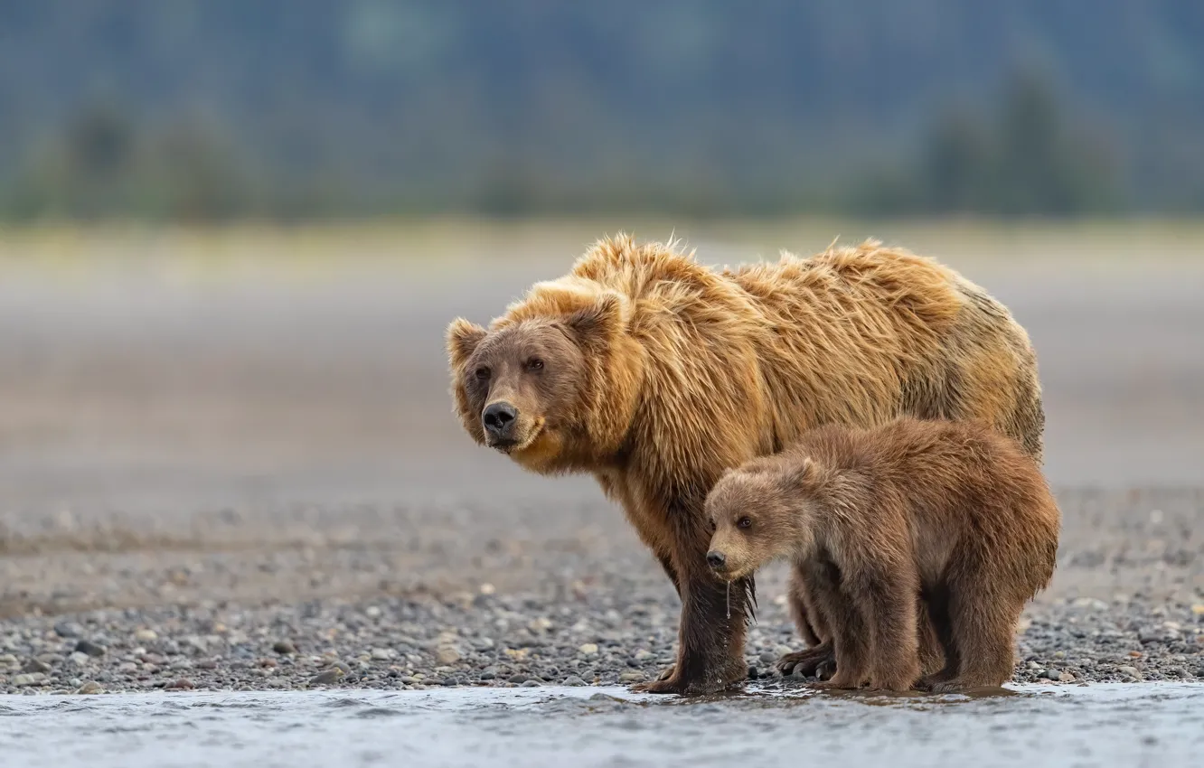 Фото обои река, медведи, Аляска, медвежонок, детёныш, боке, медведица