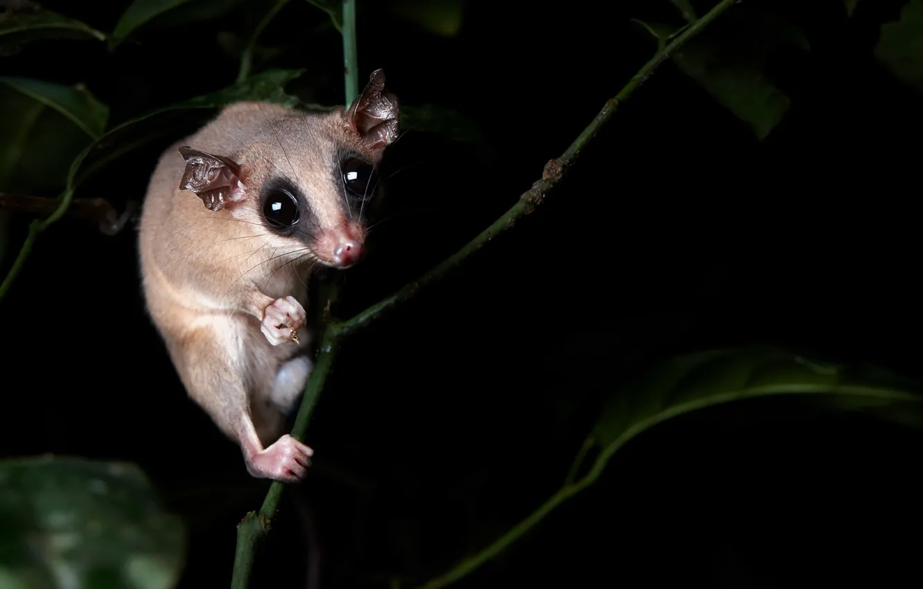 Фото обои взгляд, природа, фон, Mouse oppossum, Marmosa sp.