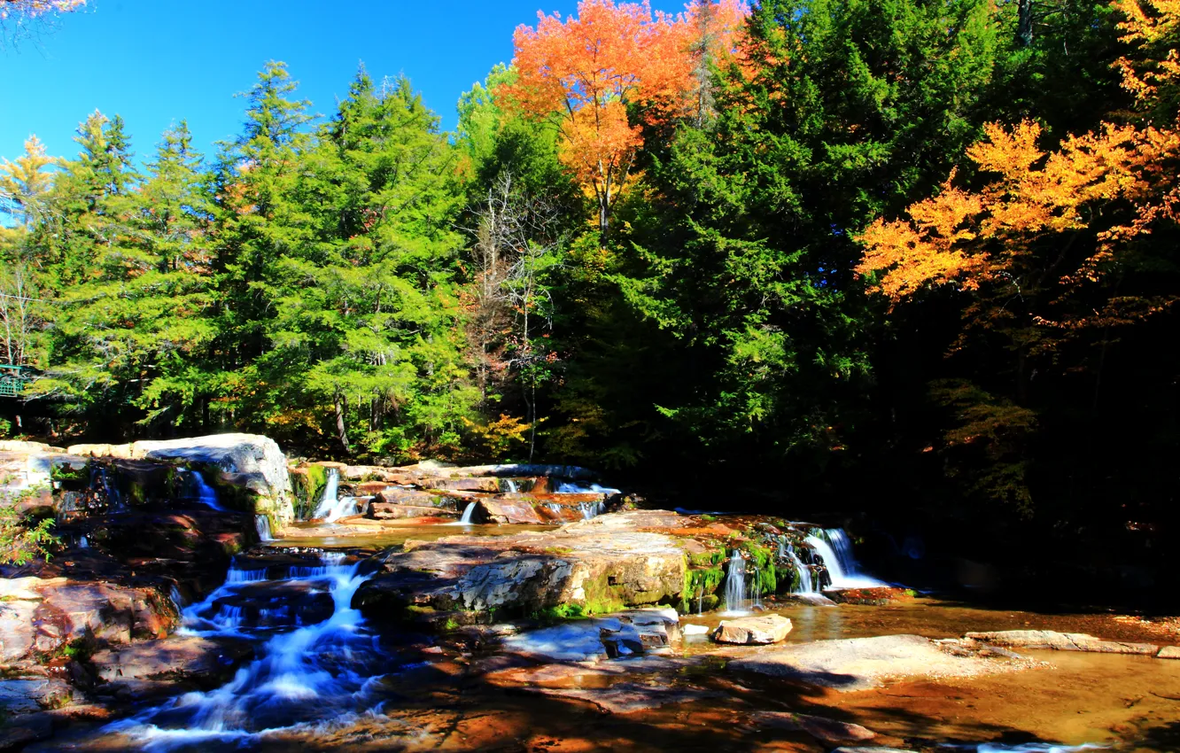 Фото обои осень, лес, деревья, природа, река, colors, forest, Nature