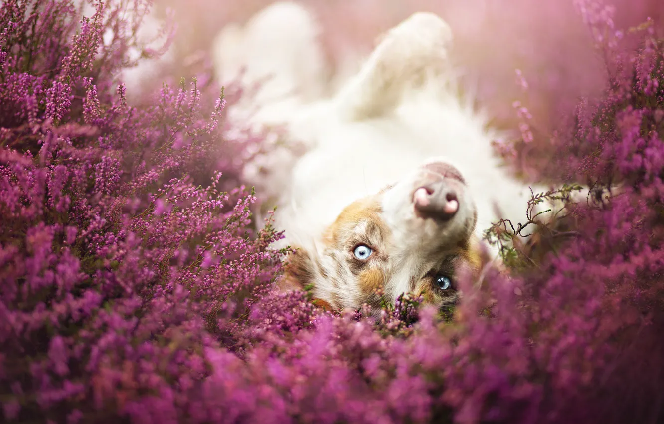 Фото обои цветы, собака, луг, резвится, бордер-колли, обои от lolita777