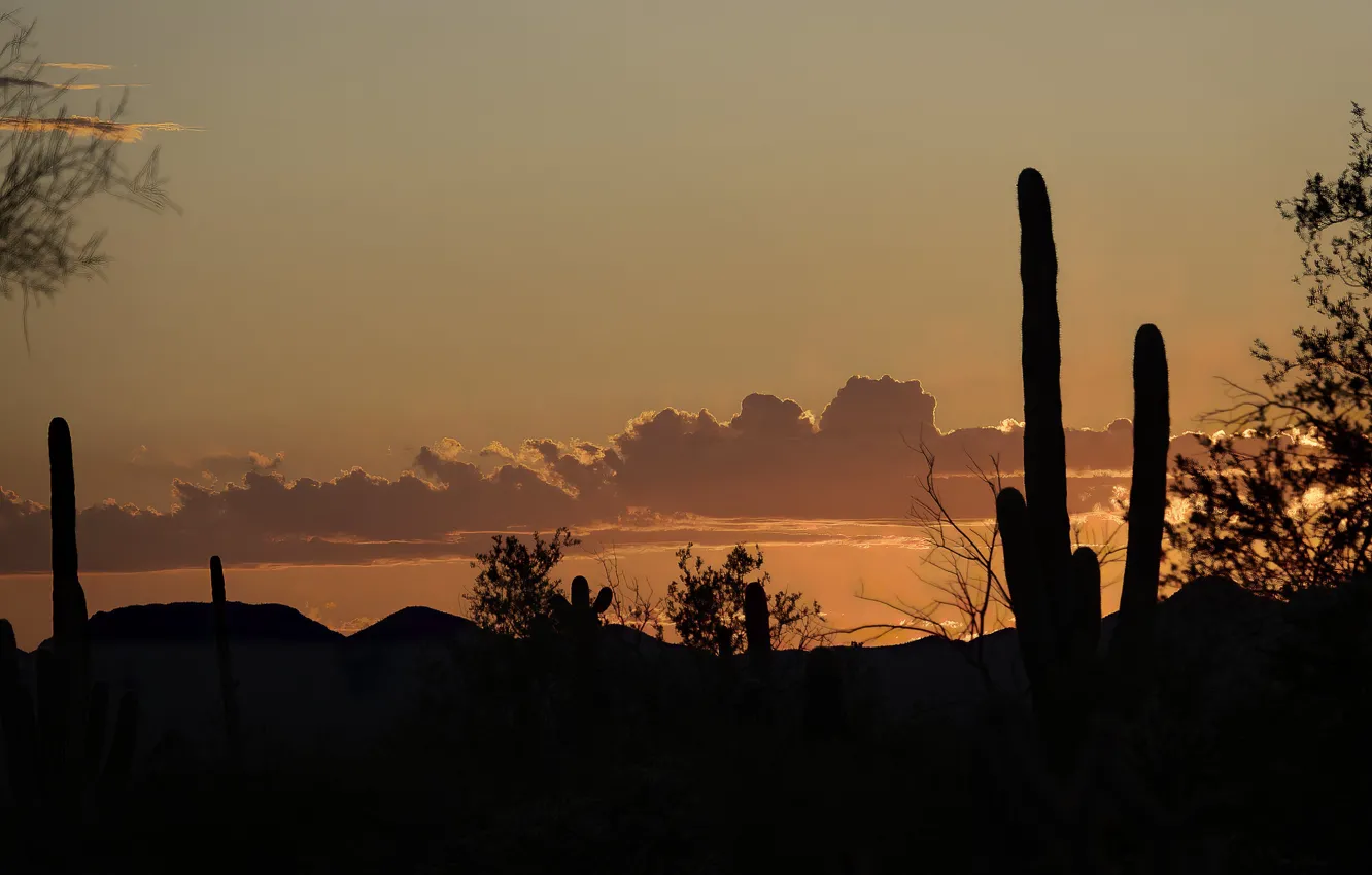 Фото обои пустыня, кактус, силуэт, Аризона, США, Сонора, Тусон