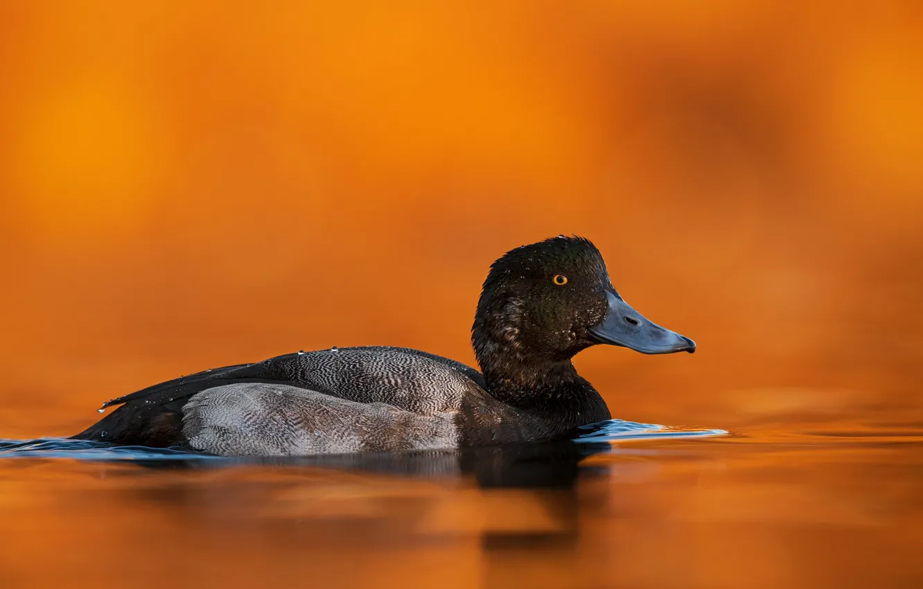 Фото обои черная, оранжевый фон, утка, водоем, плавание