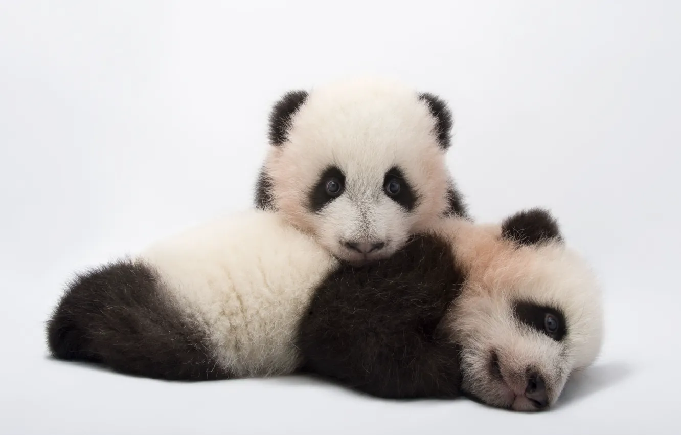 Фото обои Панда, Белый фон, Двое, Детеныши, Zoo Atlanta, Ailuropoda melanoleuca, Giant panda cubs, Детеныши гигантской панды