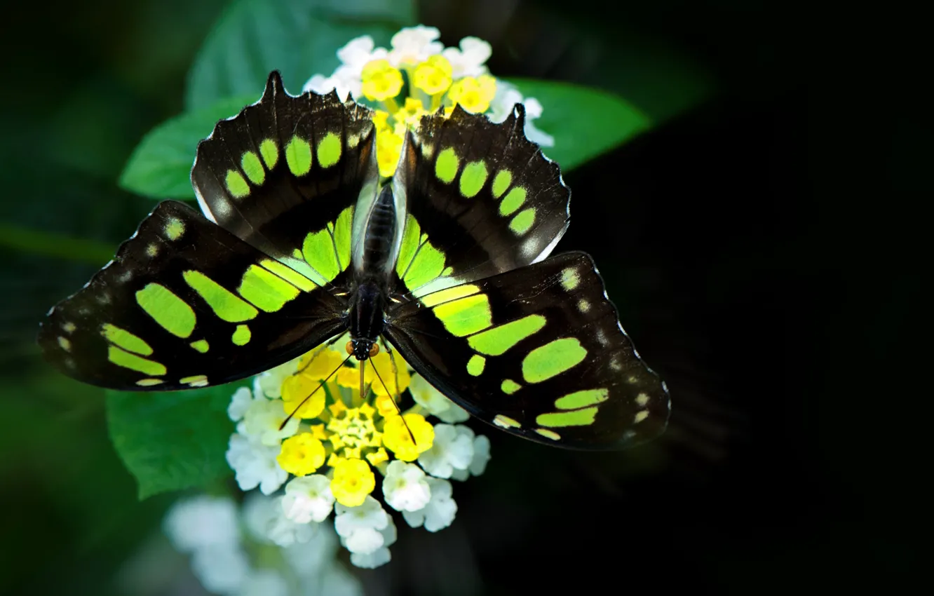 Фото обои цветок, бабочка, крылья, мотылек