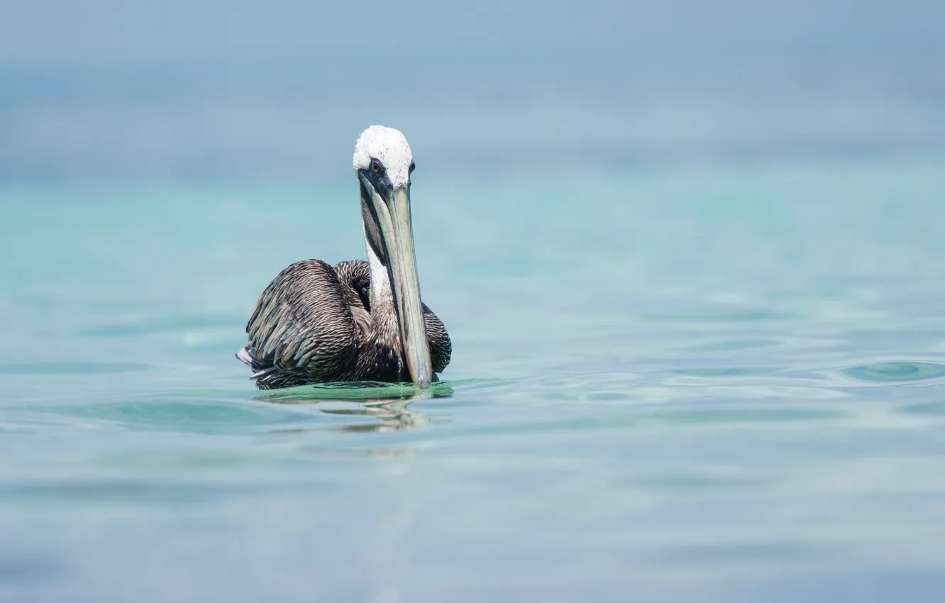 Фото обои природа, птица, Pelican