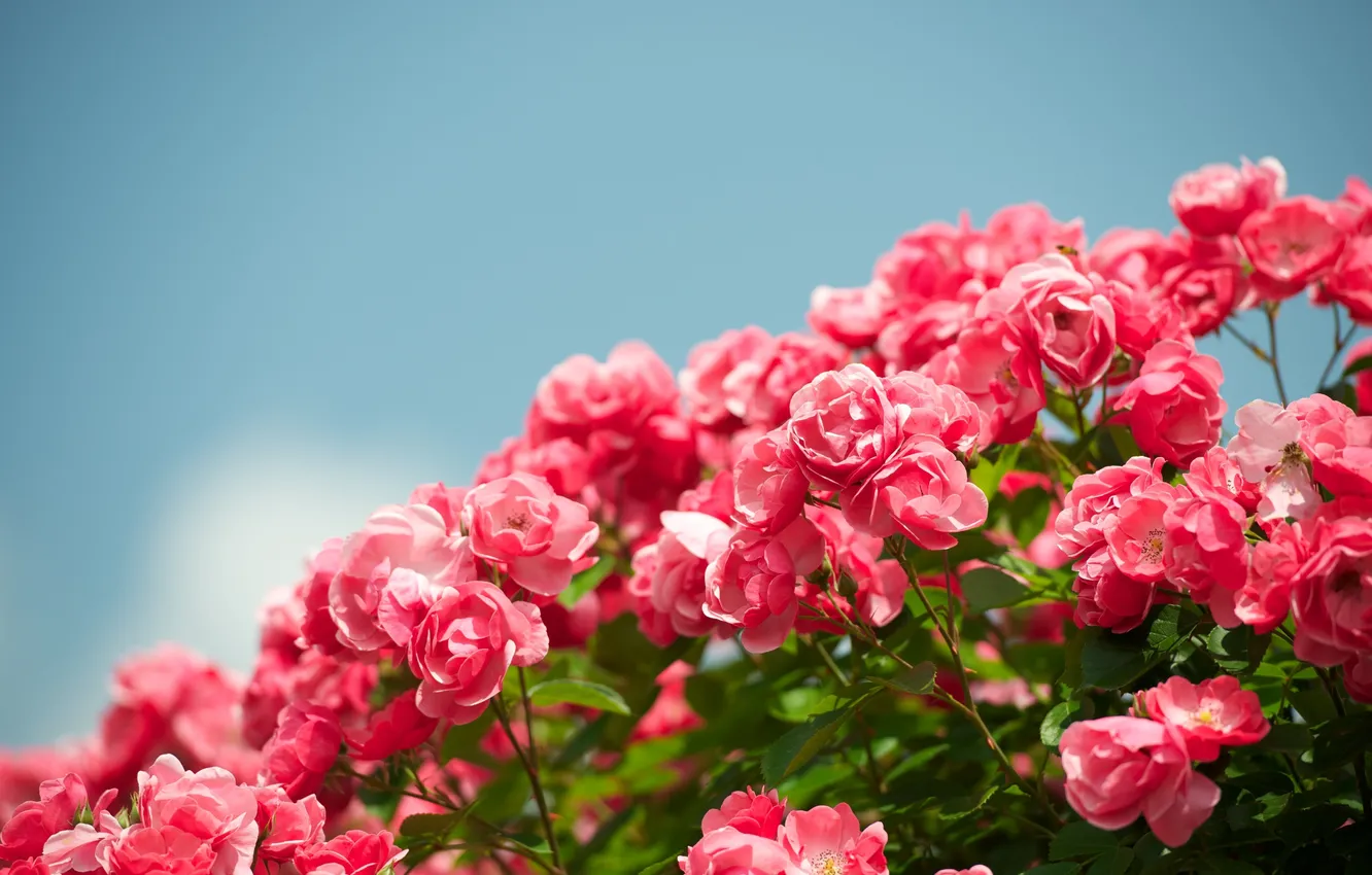 Фото обои цветы, розы, кустарник