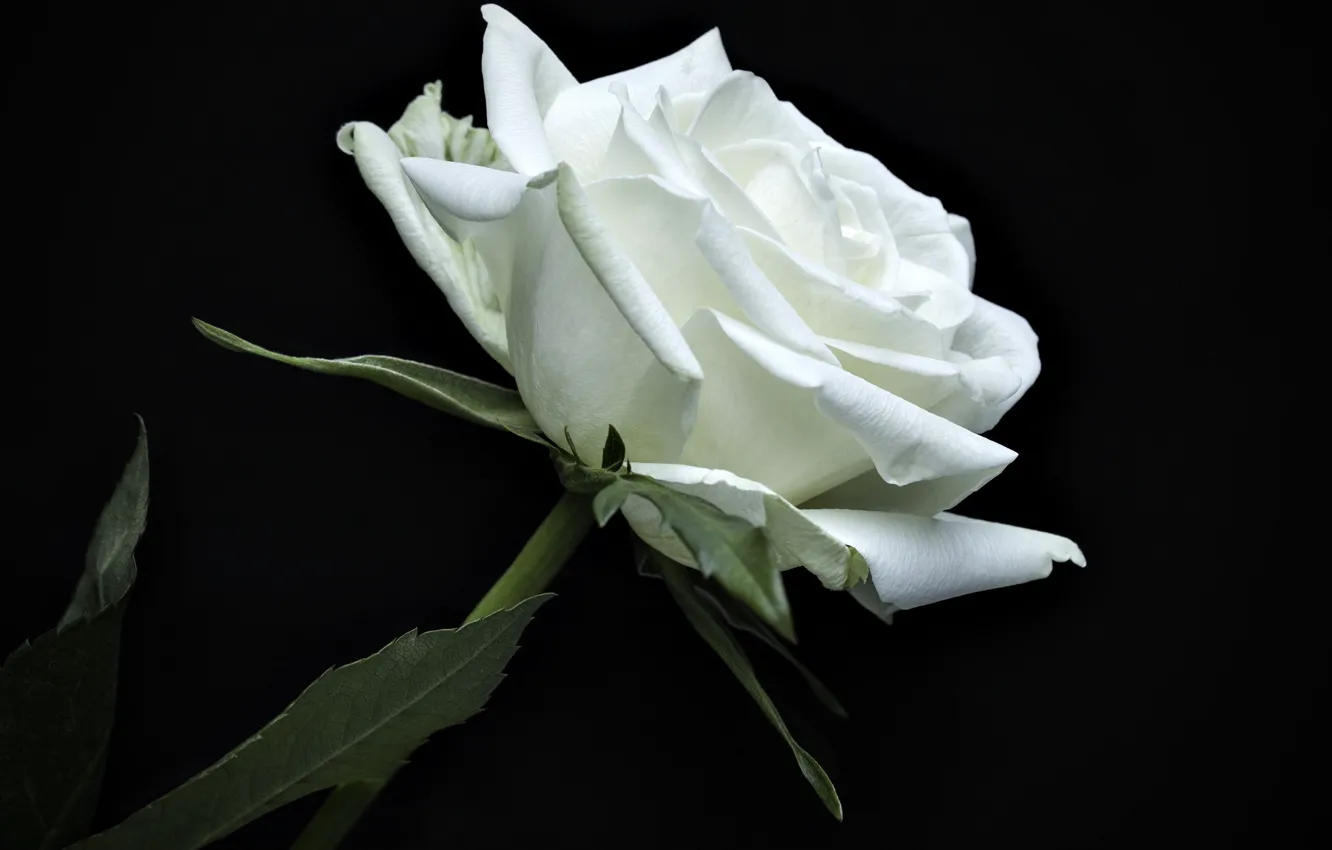 Фото обои роза, лепестки, белая
