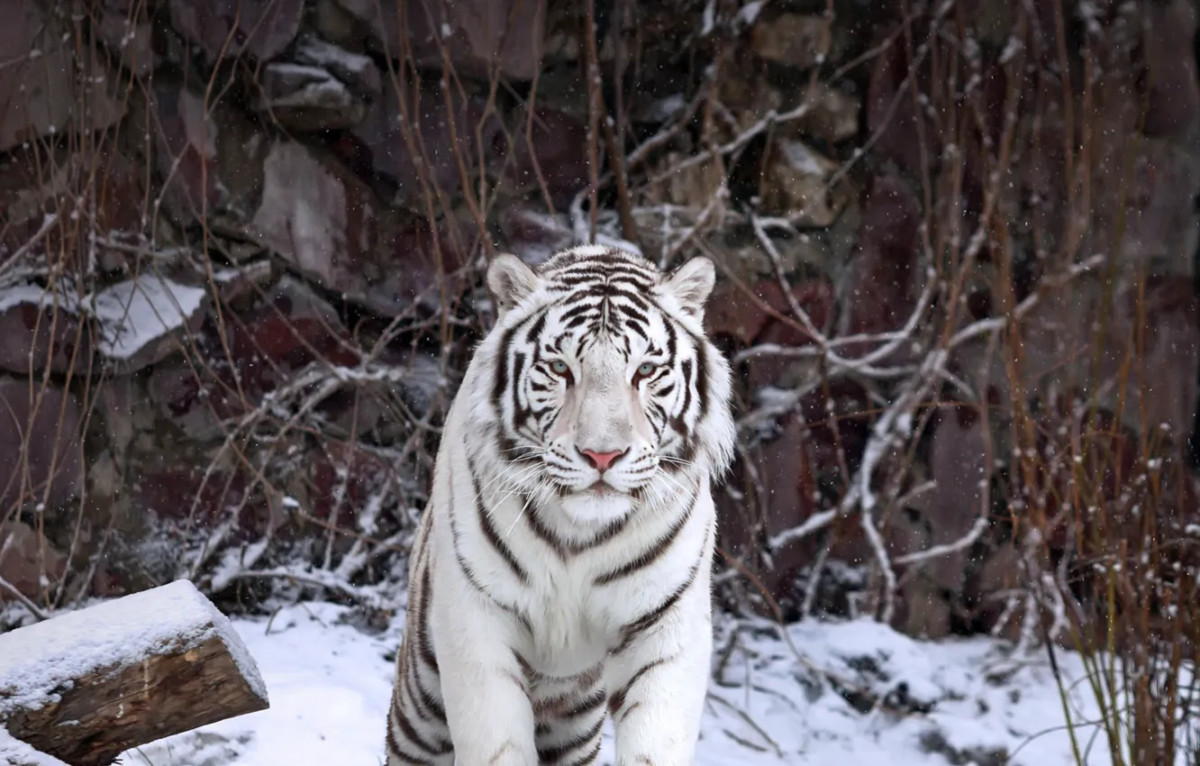 Фото обои кошка, хищник, белый тигр