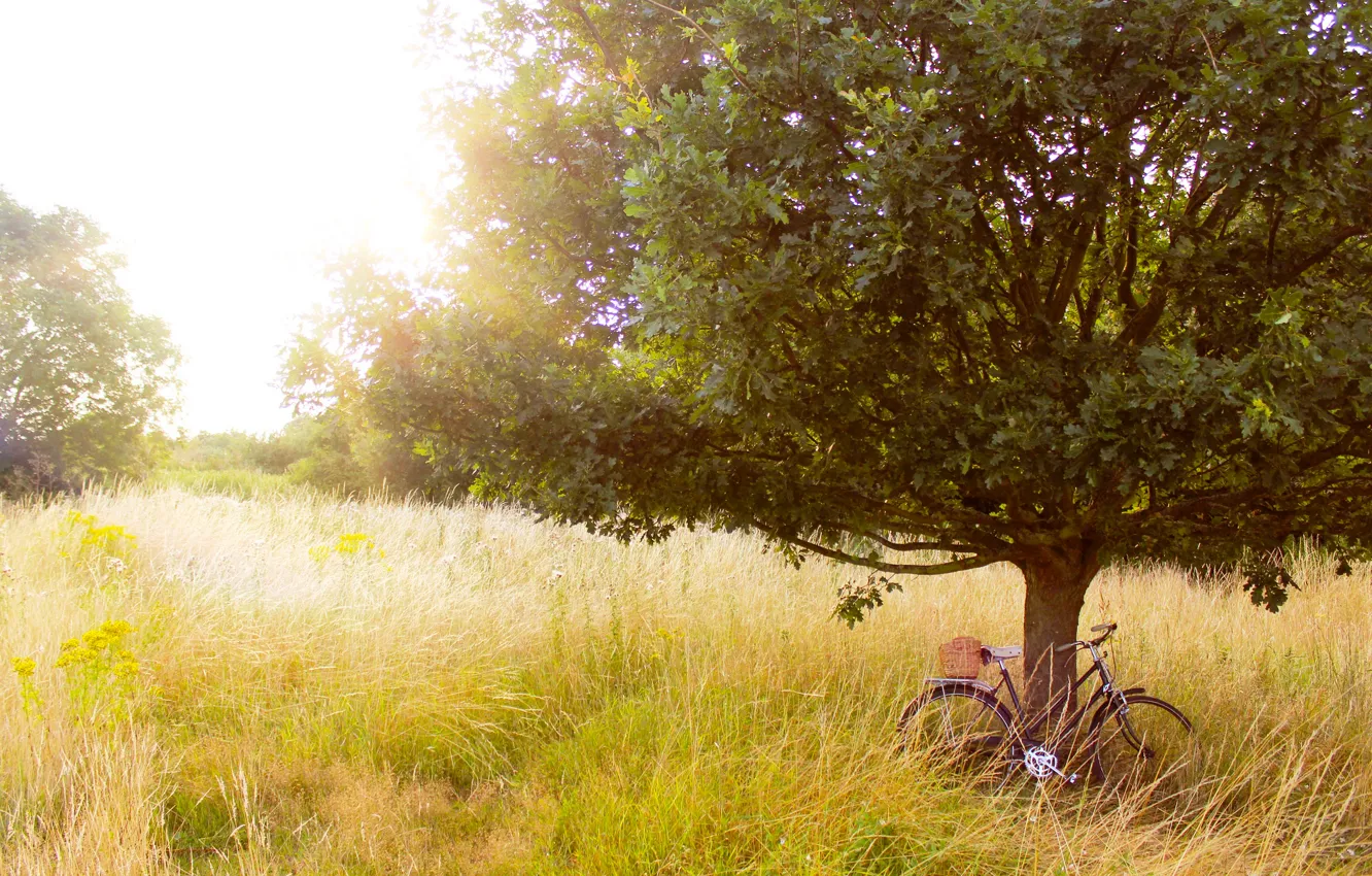 Фото обои лето, трава, деревья, природа, велосипед, дерево, поляна, растения
