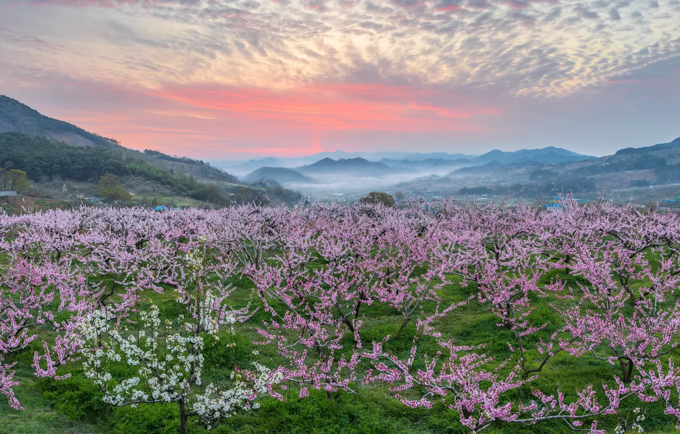 Фото обои деревья, пейзаж, горы, природа, туман, весна, утро, сад, персики, цветение, Южная Корея