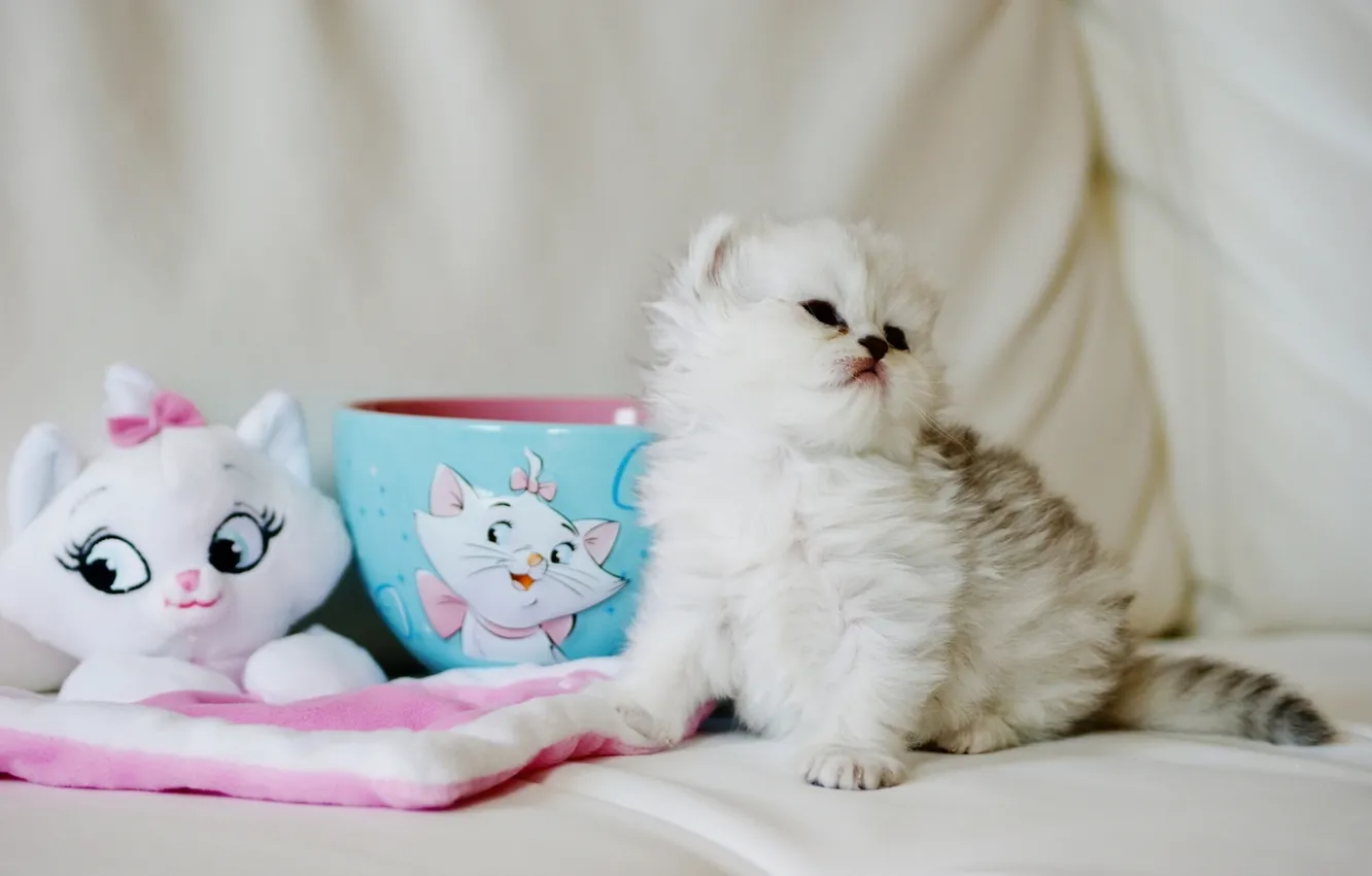 Фото обои игрушка, пушистый, малыш, чашка, котёнок