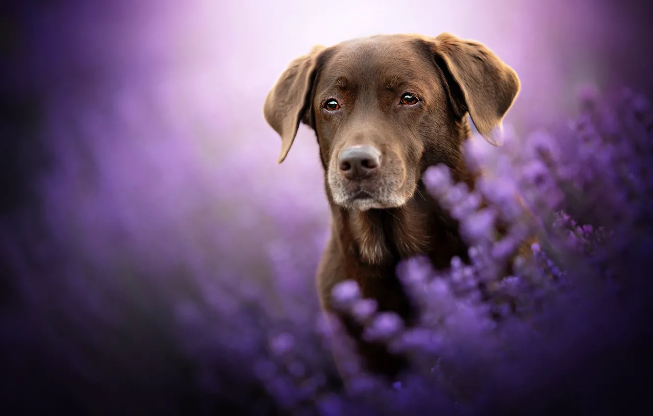 Фото обои взгляд, морда, цветы, собака, лаванда, боке, Лабрадор-ретривер