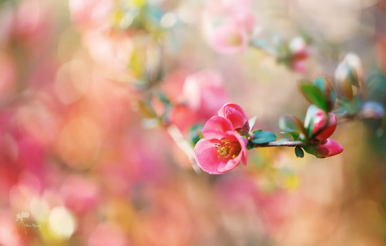 Фото обои цветок, макро, ветка, весна, боке