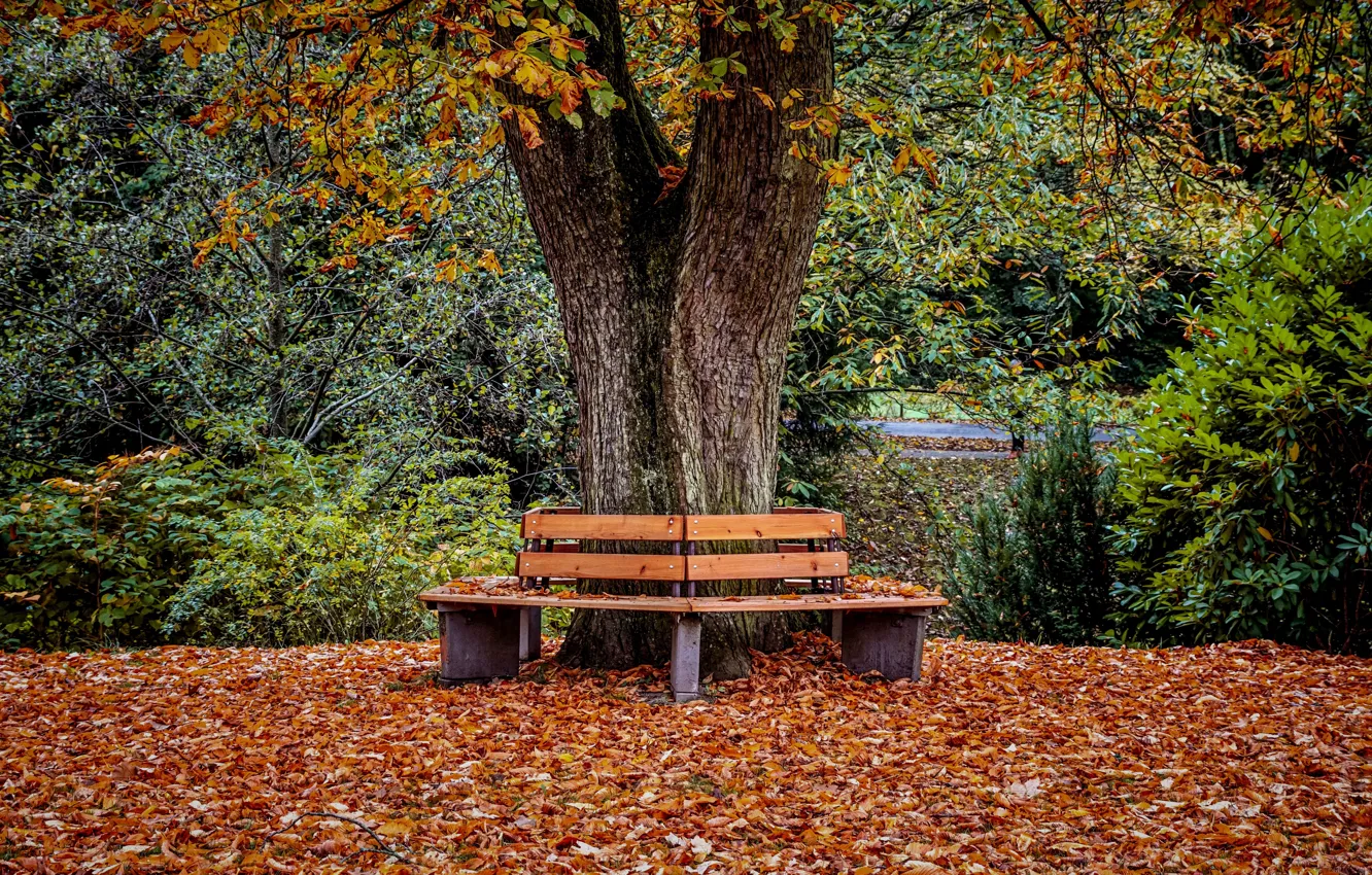 Фото обои осень, парк, листва, скамья