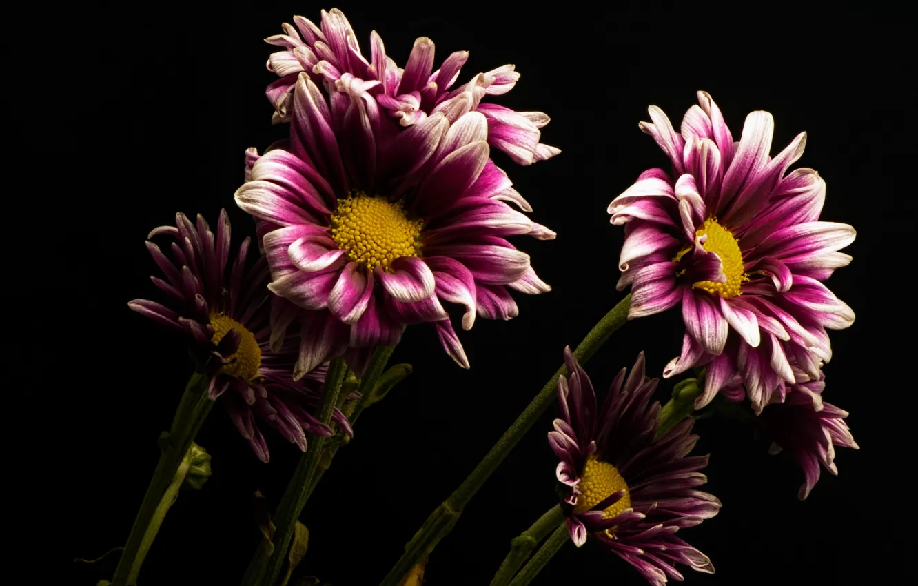 Фото обои цветы, природа, фон