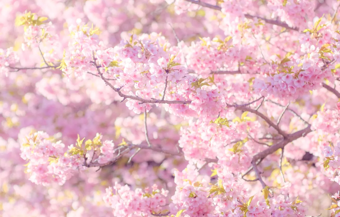 Фото обои свет, цветы, ветки, настроение, красота, весна, сакура, розовые