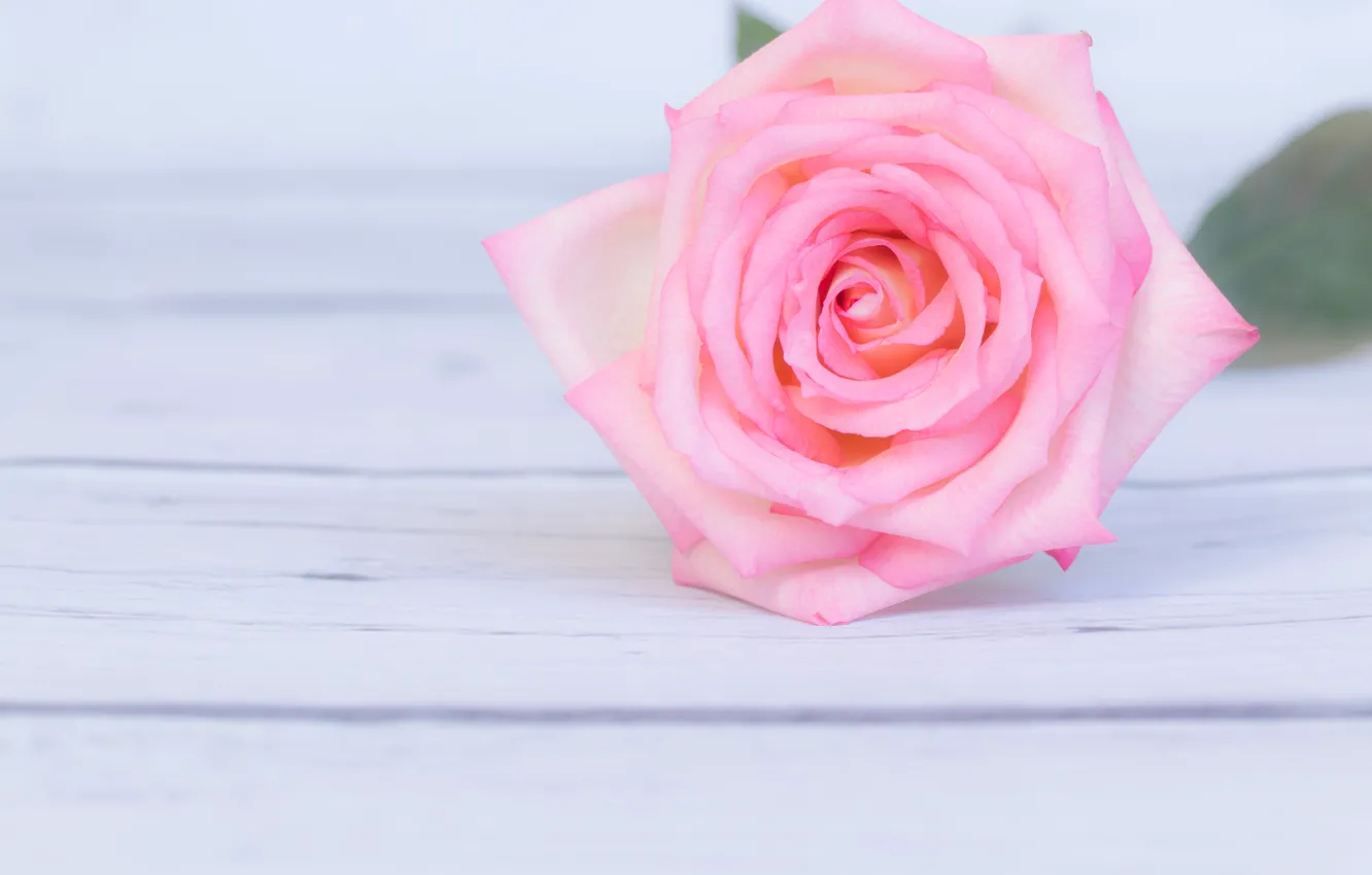 Фото обои цветок, розовая, роза, rose, flower, wood, pink