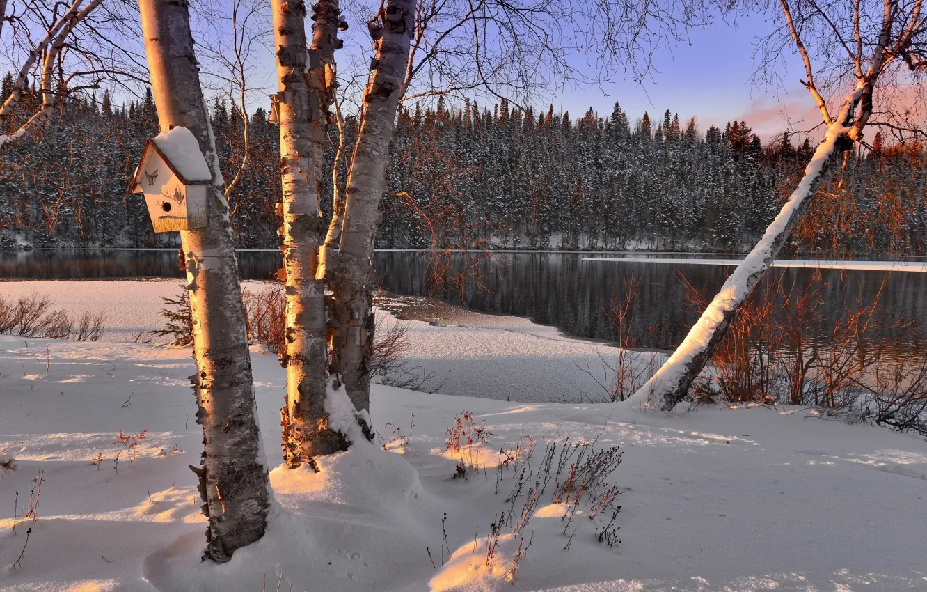 Фото обои зима, пейзаж, скворечник