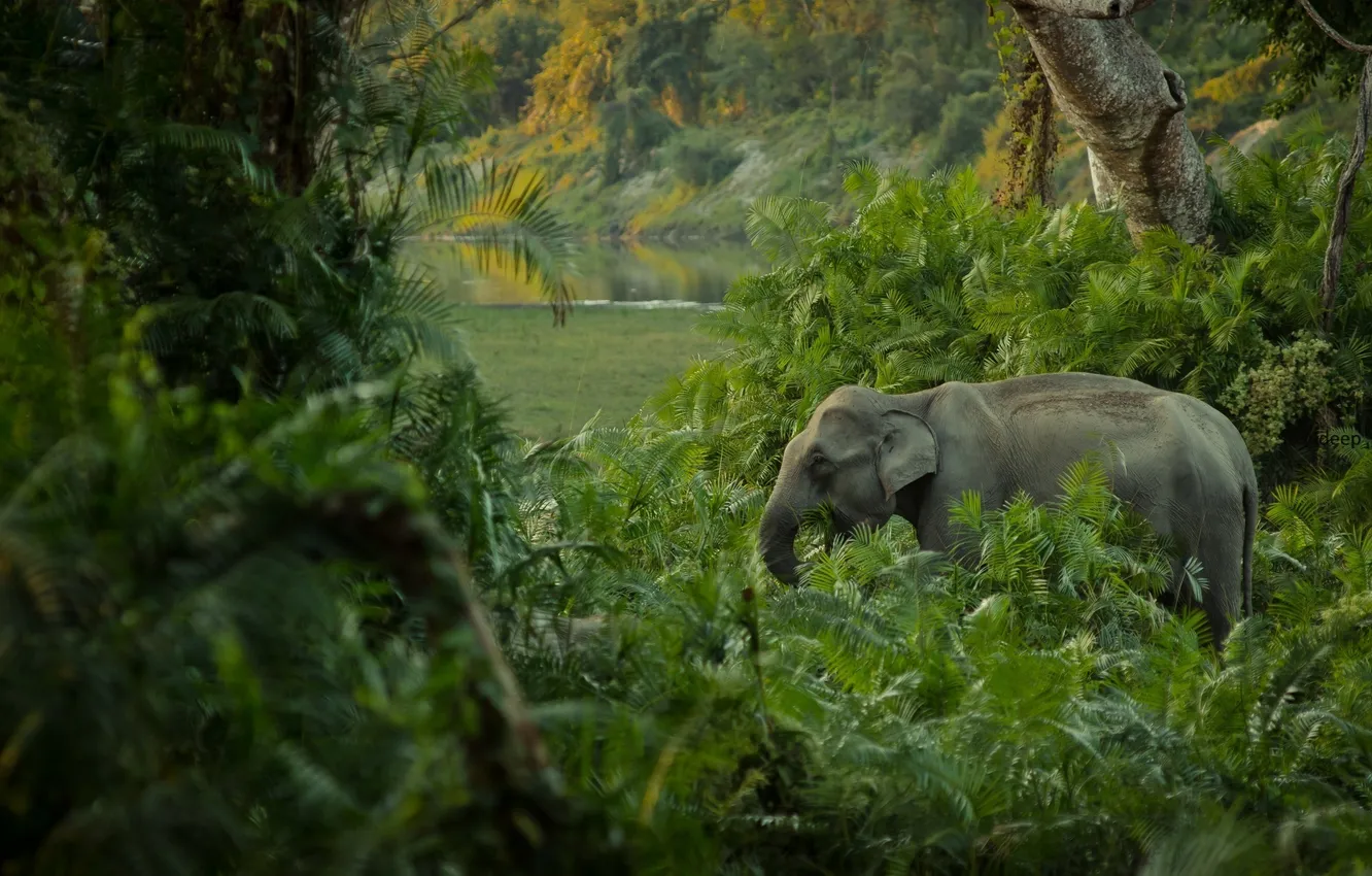 Фото обои зеленый, заросли, слон, джунгли