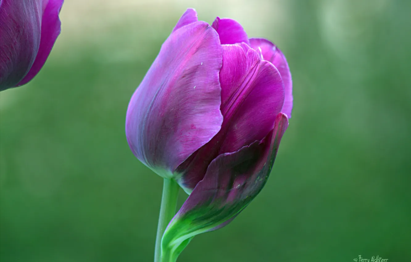 Фото обои цветок, фиолетовый, макро, тюльпан, лепестки