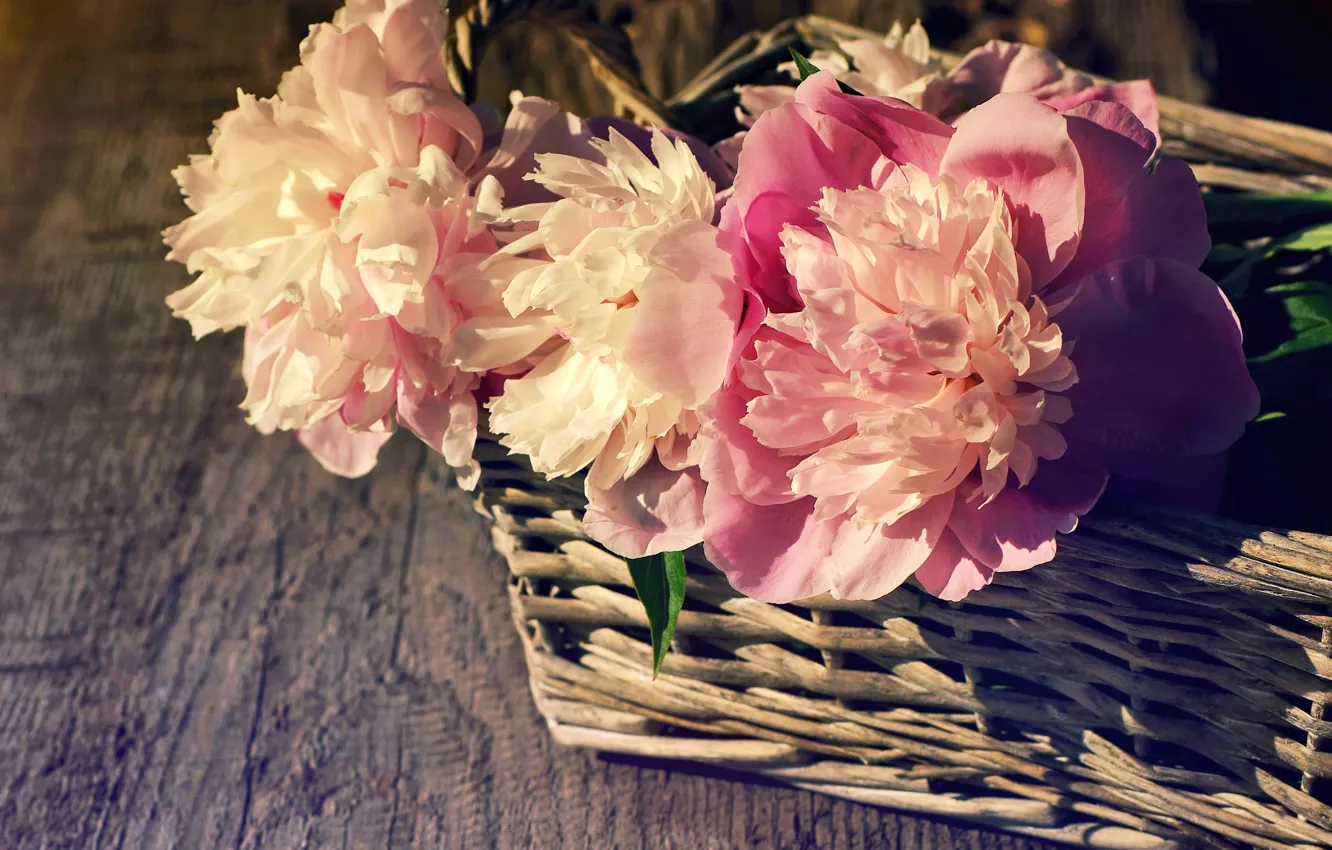 Фото обои корзина, розовые, wood, pink, flowers, beautiful, пионы, peony