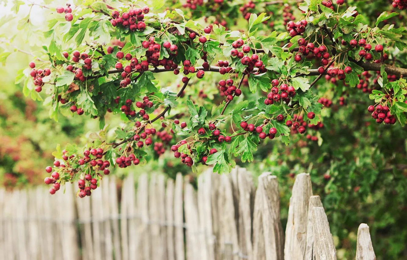 Фото обои fence, valla, bayas, green and red, Berries