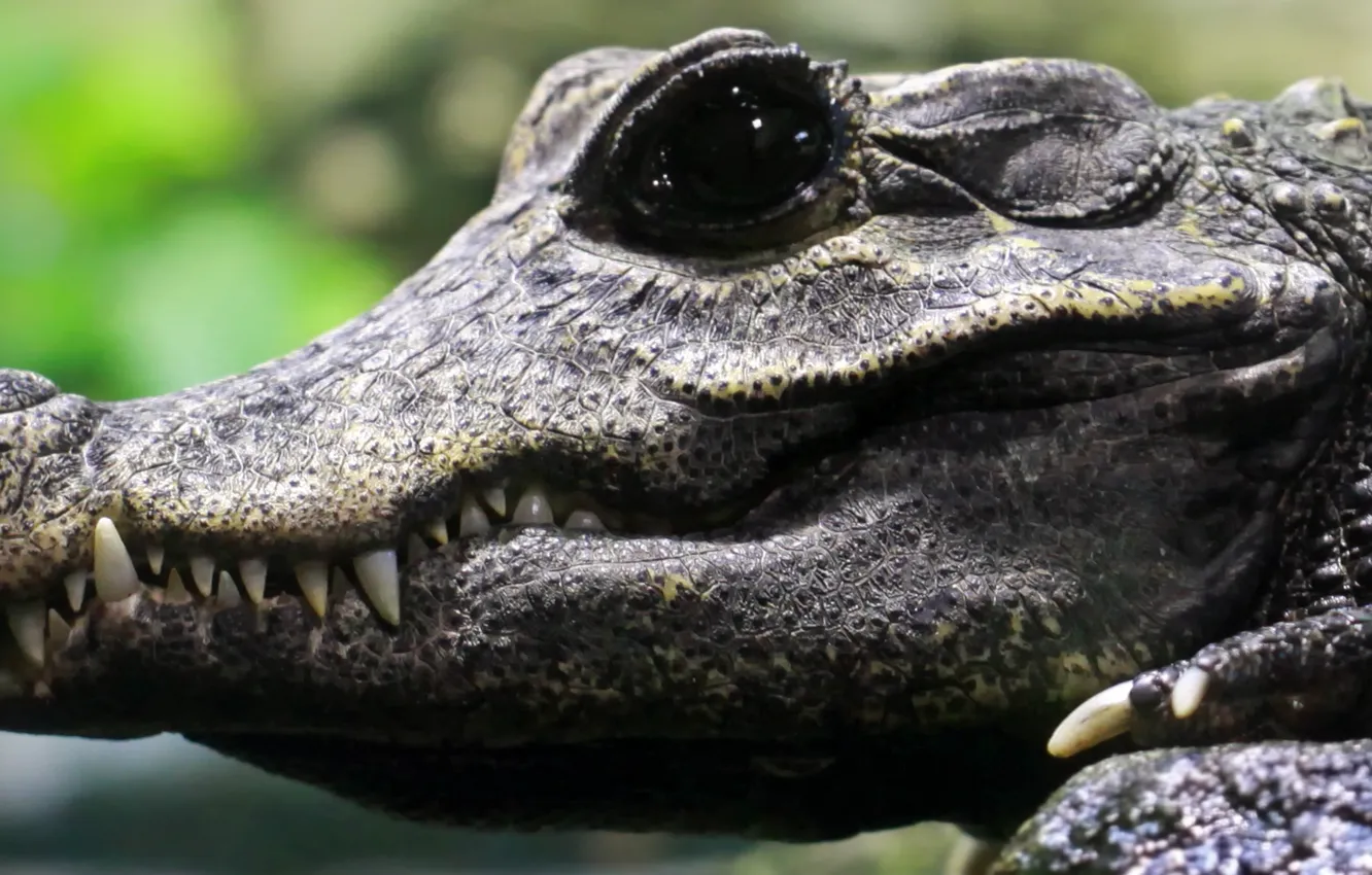 Фото обои crocodile, teeth, breeding, black eye