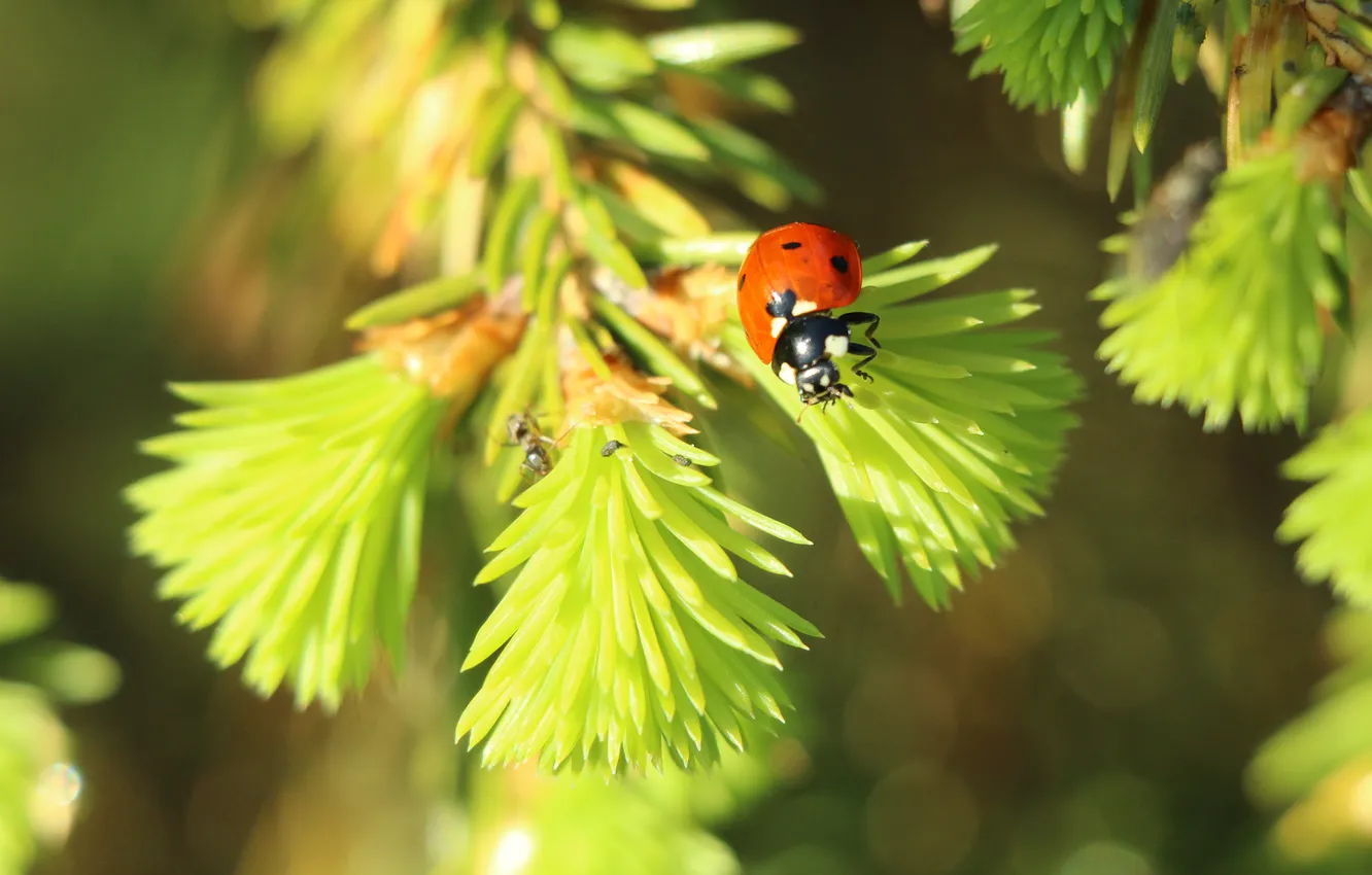 Фото обои red, insect, ladybird