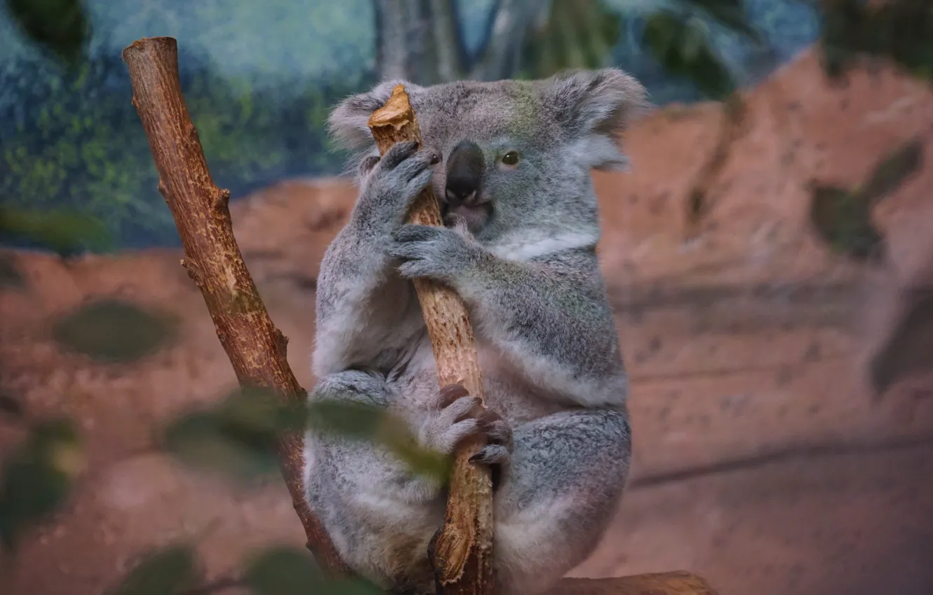 Фото обои ветки, поза, висит, боке, коала