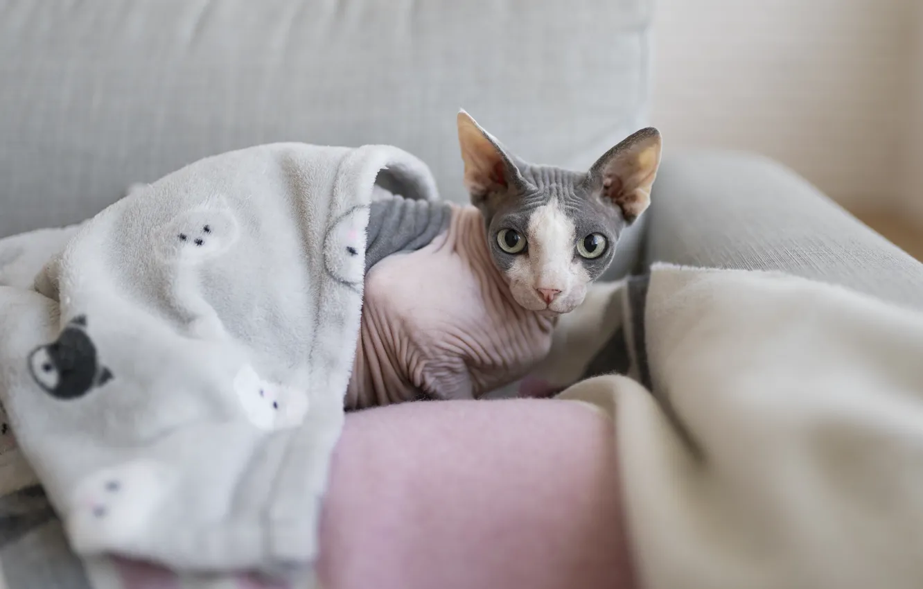 Фото обои кошка, кот, сфинкс