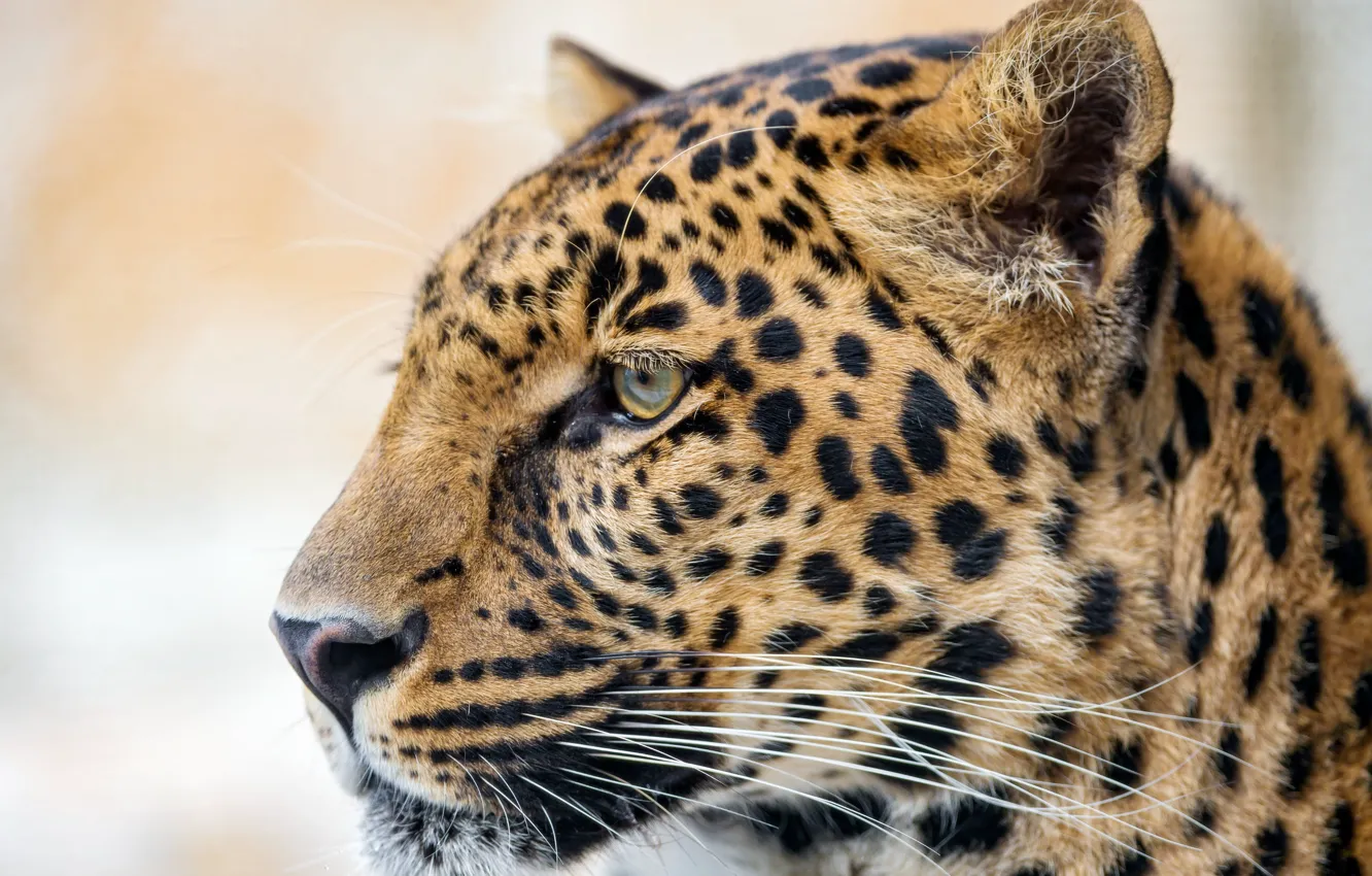 Фото обои face, portrait, Profile, orange Leopard close-up photo, Pädy