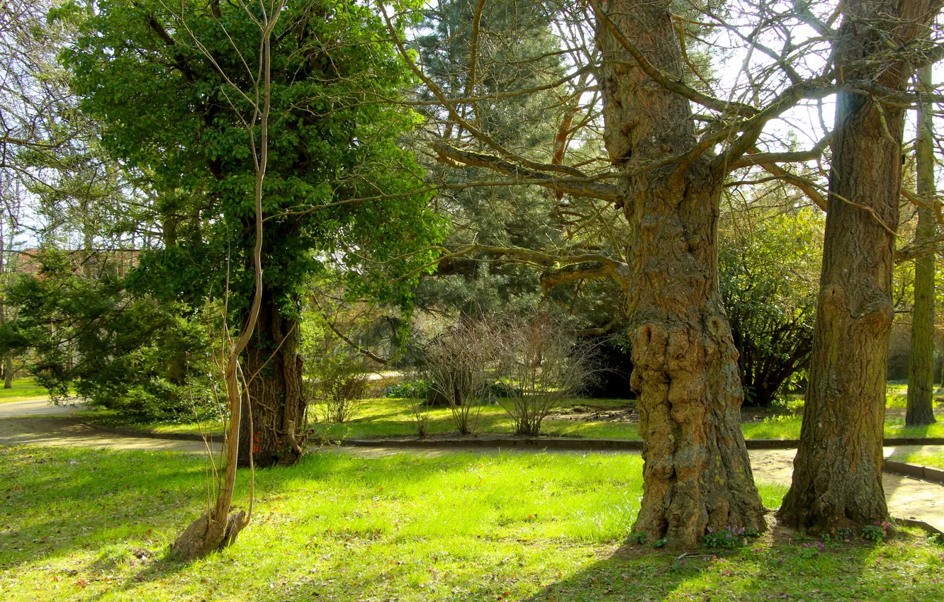 Фото обои green, grass, trees, park