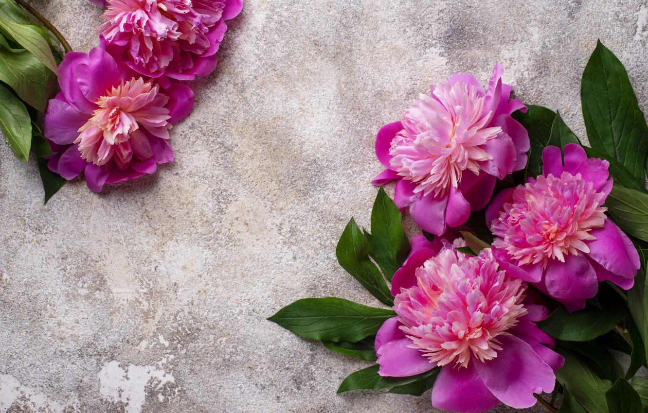 Фото обои цветы, розовые, pink, flowers, пионы, peonies