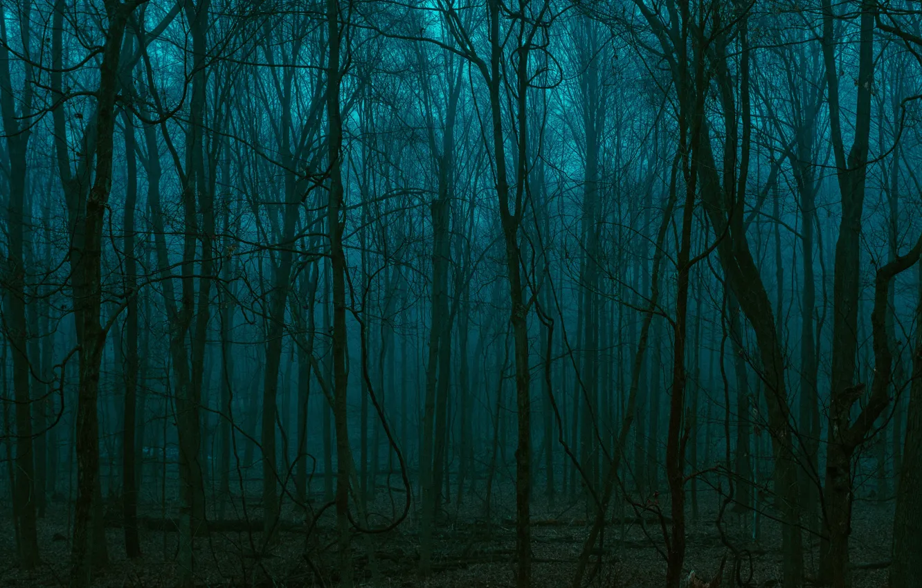 Фото обои лес, деревья, природа, темно, сумерки