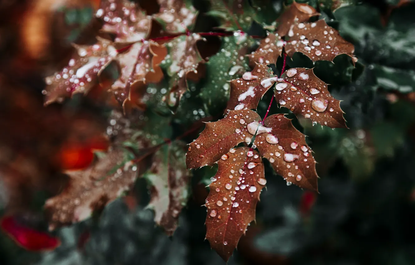 Фото обои Природа, Листья, Ветки, Nature, Leaves, Флора, Plant, Листки